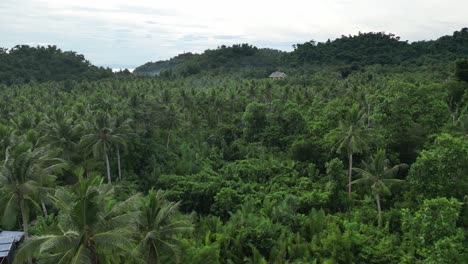Slow-moving-Aerial-Overhead-shot-of-lush-forest-landscape-with-birds-flying-in-the-Philippines