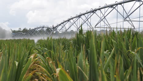 Weitwinkelaufnahme-Eines-Pivot-Bewässerungssystems,-Das-Ein-Maisfeld-Bewässert