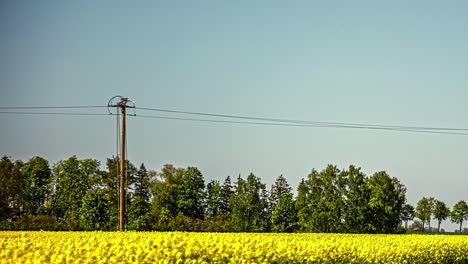 Timelapse-of-a-field-with-yellow-flowers,-a-light-pole-and-trees-in-the-background-under-a-blue-sky