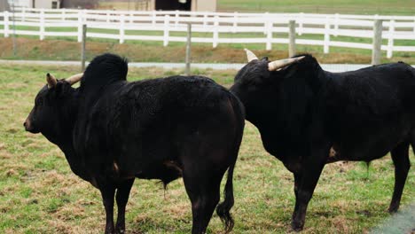 Vaca-Negra-Cebú-Africana-Con-Cuernos-Y-Joroba-En-La-Granja