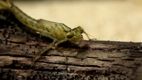 Damselfly-Nymph-Sitting-on-Log-and-Grooming-Legs-and-Antennae