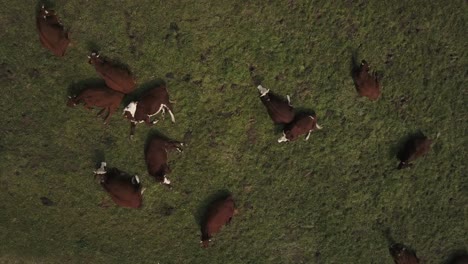 Cows-lying-on-green-field-in-Haute-Savoie,-France