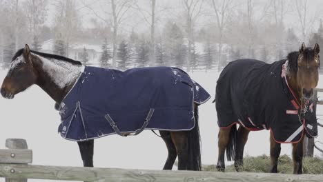 Horses-in-Blizzard-in-Montana