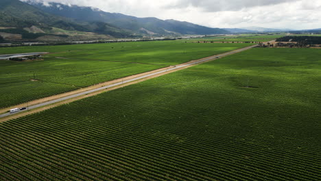 Famous-wine-fields-on-North-of-South-island,-New-Zealand,-aerial-view