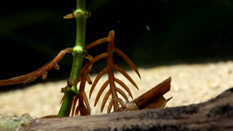 Caddisfly-Larva--Climbing-on-Aquatic-Vegetation