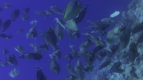Einhornfischgruppe-4k-Im-Korallenriff-Des-Roten-Meeres-Von-Ägypten