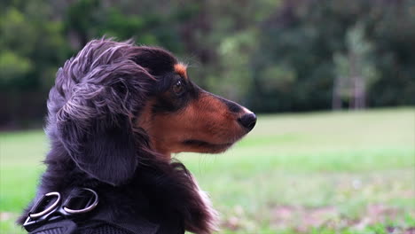 Dark-Dachshund-sausage-dog-nose-twitching-as-it-smells-the-air-on-a-windy-day-at-the-park