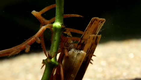 Larva-De-Caddisfly-Comiendo-Plantas-Acuáticas-Muertas