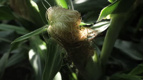Top-down-slow-motion-shot-of-corn-cob-on-a-stalk-with-warm-light