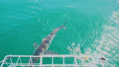 Shark-cage-diving-in-Gansbaai,-South-Africa---shark-swims-past-cage