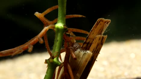 Caddisfly-Larva--Feeding-on-Dead-Aquatic-Vegetation