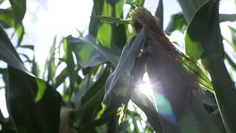 Slow-motion-shot-of-corn-stalk-with-sun-flair