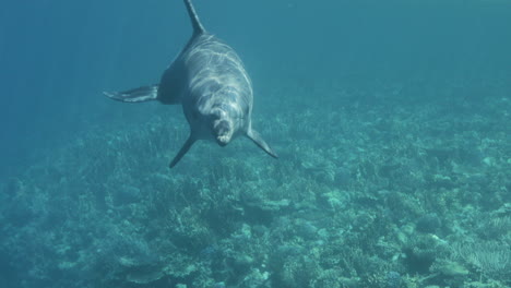 Delphin-Im-Korallenriff-Des-Roten-Meeres-Von-Ägypten-4k