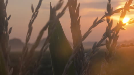 Slow-motion-tight-shot-of-corn-during-sunrise