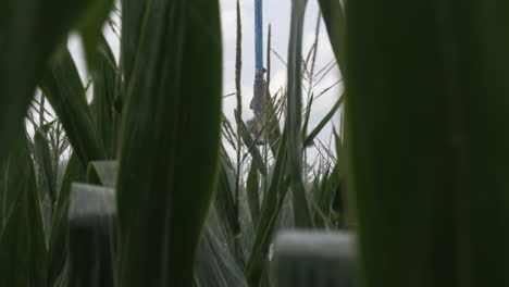Tight-shot-of--pivot-irrigation-system-watering-corn