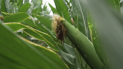 Medium-shot-of-large-wet-corn-in-a-field