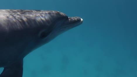 Delfín-En-El-Arrecife-De-Coral-Del-Mar-Rojo-De-Egipto