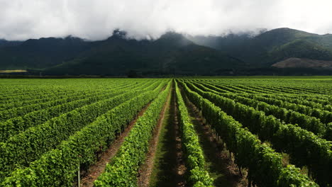 Cinematic-tracking-shot-of-healthy-wine-fields-on-north-of-South-Island,-New-Zealand