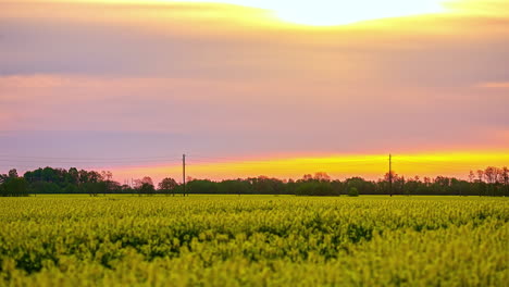 Gelbe-Blumenwiese-Unter-Einem-Rosa-Himmel-Bei-Sonnenuntergang