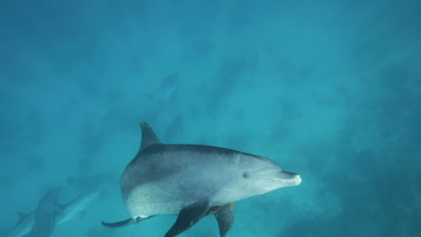 Delfín-En-El-Arrecife-De-Coral-Del-Mar-Rojo-De-Egipto