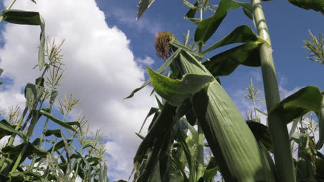 Static-shot-of-corn-stalk-with-a-sunny-blue-sky