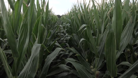 Tilt-up-shot-in-a-field-of-corn