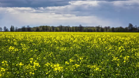 Timelapse-of-a-field-with-yellow-flowers,-trees-in-the-background-under-a-blue-sky