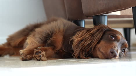 Brown-Dachshund-sausage-dog-wags-it's-tail-playfully-whilst-lying-on-the-floor
