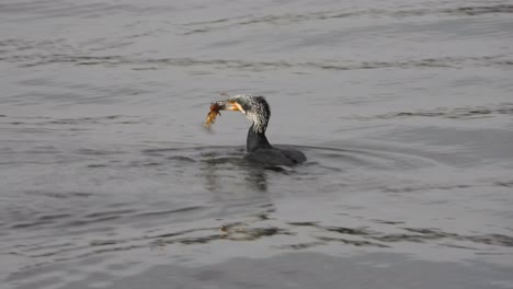 The-great-cormorant-bird-eating-a-fish-in-the-middle-of-the-water-and-hunting-its-prey,-Phalacrocorax-carbo