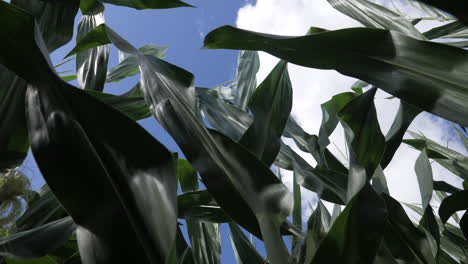 Low-slow-motion-shot-of-corn-stalks-in-a-field-of-corn