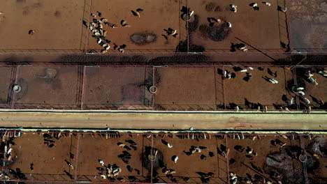Cow-Country:-Atemberaubende-Drohnenansicht-Der-Grenze-Zwischen-Texas-Und-Chihuahua