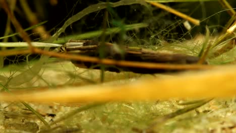 Caddisfly-Larva--Crawling-Through-Aquatic-Vegetation