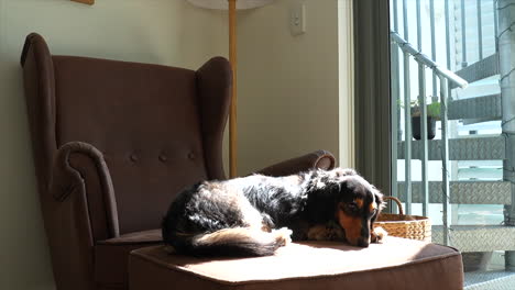 Dark-Dachshund-sausage-dog-sunbathing-in-harsh-rays-of-sunlight