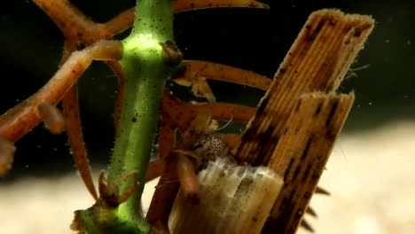 Primer-Plano-De-Larva-De-Caddisfly-Comiendo-Planta-Acuática-Muerta