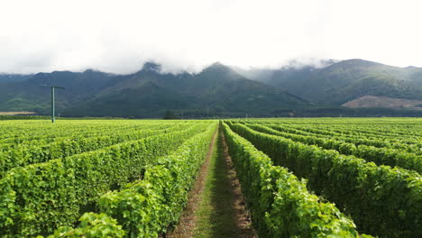 Luftdrohne,-Die-Sich-Vorwärts-Bewegt,-Schoss-über-Grüne-Trauben-In-Weinfeldern,-Umgeben-Von-Einer-Bergkette-Im-Norden-Der-Südinsel,-Neuseeland