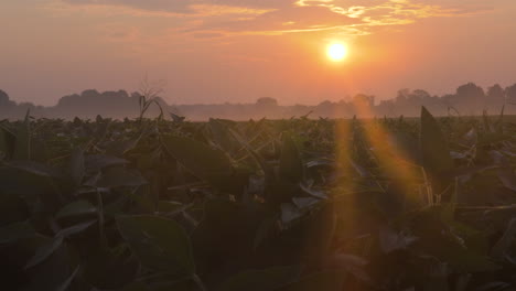 Slow-motion-wide-shot-of-soy-beans-during-sunrise