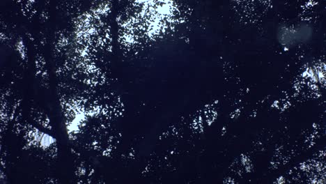 Blick-Von-Rechts-Nach-Links,-Horizontale-Ansicht-Eines-Riesigen-Banyanbaums-Mit-Herunterfallenden-Luftwurzeln-Und-Schwingenden-Blättern-Der-Büsche-In-Der-Luft-Durch-Den-Wind-Mit-Düsterem-Himmel-Tagsüber,-Allgemeine-Entspannung