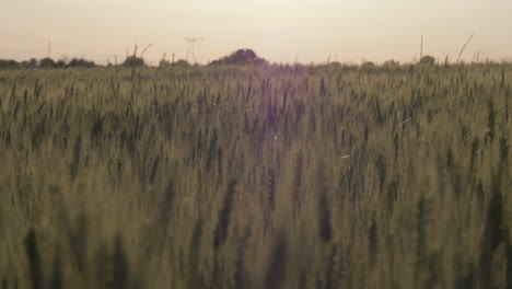 Slow-motion-wide-shot-of-wheat-during-sunset