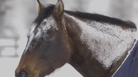 Braunes-Pferd-Vom-Schneesturm-Mit-Schnee-Bedeckt