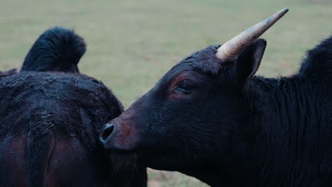 Vaca-Negra-Cebú-Africana-Con-Joroba-Lamiendo-Otra-Vaca