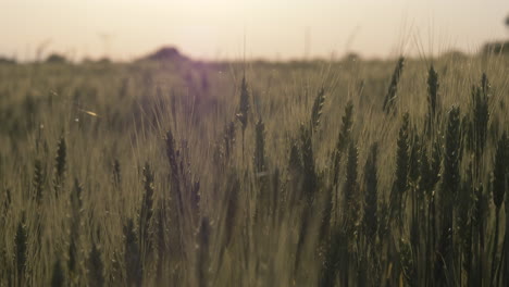 Mittlere-Zeitlupenaufnahme-Von-Weizen-Während-Des-Sonnenuntergangs