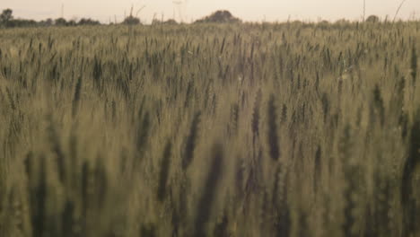 Slow-motion-tilt-up-wide-shot-of-wheat-during-sunset