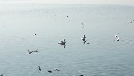 Two-Swans-relaxing-in-ocean-water-surrounded-by-flying-seagulls-in-the-evening