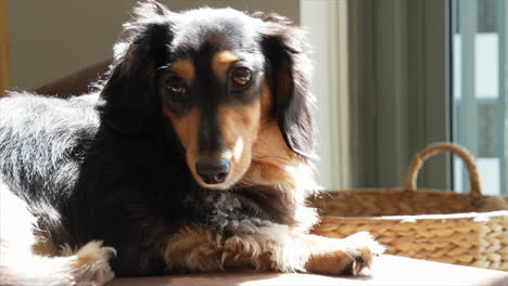 Dark-Dachshund-sausage-dog-breathes-heavily-in-the-sunlight-shining-upon-it