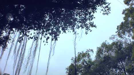 Standbild,-Blick-Nach-Oben,-Blick-In-Den-Himmel,-Blick-Auf-Den-Banyanbaum-Mit-Herunterfallenden-Luftwurzeln-Und-Schwingenden-Blättern-Der-Büsche-In-Der-Luft-Durch-Den-Wind,-Tagsüber-Düsterer-Himmel,-Allgemeine-Entspannung