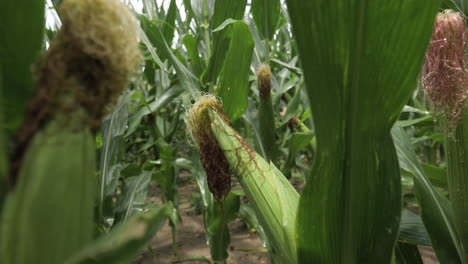 Large-wet-corn-cob-on-a-stock-in-a-field