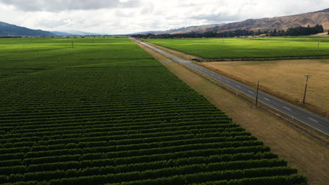 Luftdrohnenflug-Zeigt-Ländliche-Weinfelder-Auf-Der-Südinsel-Neuseelands-An-Bewölkten-Tagen