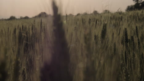 Slow-motion-tight-slider-shot-of-wheat-during-sunset