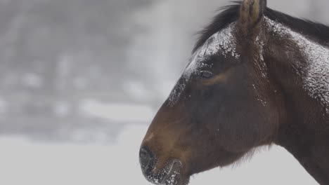 Horse-in-Snow-Blizzard-in-Bozeman-Montana