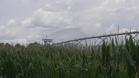 Weitwinkelaufnahme-Eines-Maisfeldes,-Das-Durch-Ein-Pivot-Bewässerungssystem-Bewässert-Wird